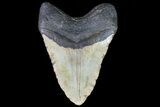 Massive, Fossil Megalodon Tooth - North Carolina #75517-2